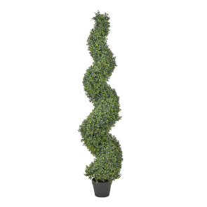 BUXUS SPIRAL TREE